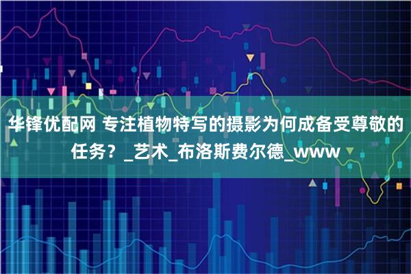 华锋优配网 专注植物特写的摄影为何成备受尊敬的任务?_艺术_布洛斯费尔德_www